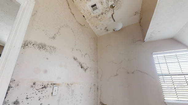 Best Mold Documentation for Insurance Claims  in Union Beach, NJ