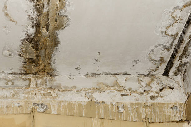 Best Commercial Mold Inspection  in Union Beach, NJ
