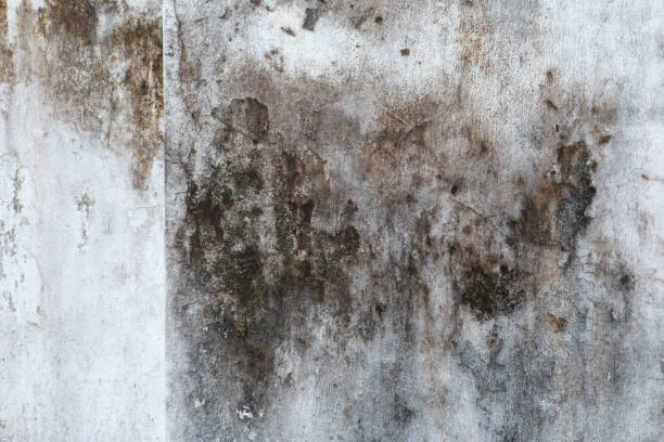 Best Environmental Consulting for Mold Prevention  in Union Beach, NJ