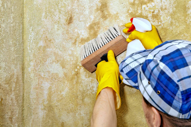 Best Industrial Mold Remediation  in Union Beach, NJ