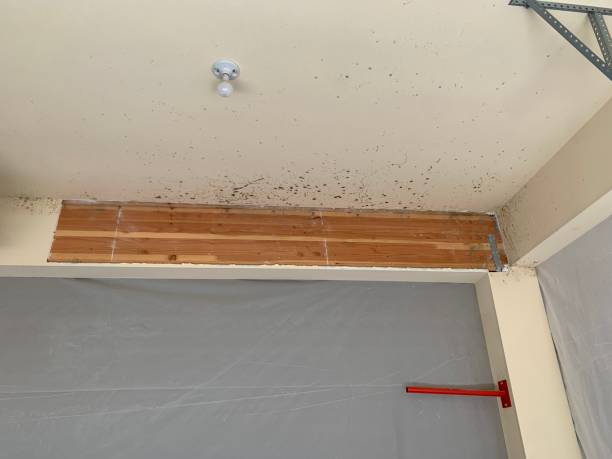 Best Dehumidification Services  in Union Beach, NJ
