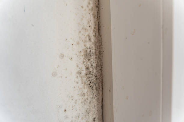 Best Water Damage & Mold Remediation  in Union Beach, NJ