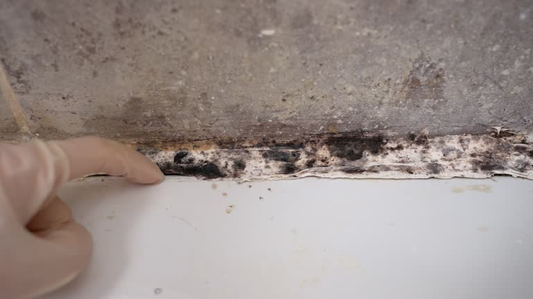 Best Mold Odor Removal Services  in Union Beach, NJ