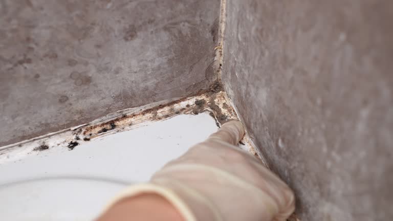 Best Forensic Mold Investigation  in Union Beach, NJ